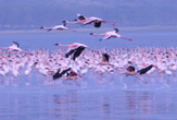 Fenicotteri al Lago Nakuru